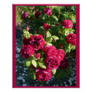 Recherche de chou fleur posters Pour elle
