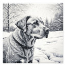 Recherche de photo de chien posters Labrador