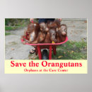 Suche nach orang utan baby poster Natur