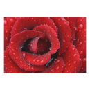Suche nach tau poster Rose