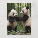 Suche nach pandas postkarten Bamboo