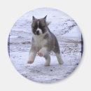 Suche nach akita magnete Hund
