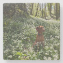 Suche nach ungarische untersetzer Vizsla