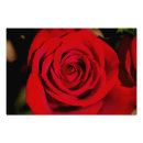 Suche nach rosenblumenblatt Rote rosen