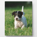 Suche nach terrier fotoplatten Niedlich
