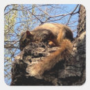 Recherche de écureuil de autocollants D'écureuil