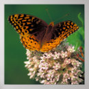 Suche nach schmetterlingsgeschenke poster Insekten