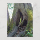 Suche nach baum wurzeln postkarten Wald