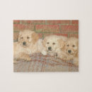 Recherche de golden retriever puzzles Chiot