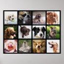 Recherche de chenille posters Animaux