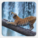 Recherche de gros chat autocollants Tropical
