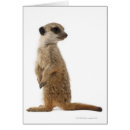 Recherche de suricates cartes postales Image couleur
