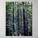 Suche nach redwood poster Rotholzbäume