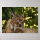 Suche nach luchs poster Niedlich