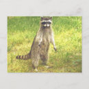 Recherche de mammifères cartes postales Raton laveur