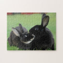 Recherche de nez photographie Lapin
