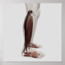 Suche nach menschliches bein poster Malleolus