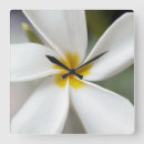 Suche nach frangipani wanduhren Botanisch