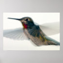 Recherche de rouge gorge posters Peinture