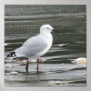 Suche nach seemöwen alle poster Meerblick