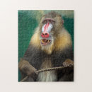 Recherche de monkey puzzles Faune
