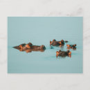 Suche nach gruppe postkarten Afrika