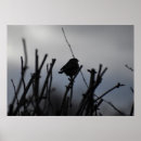 Suche nach rotkehlchen poster Vögel