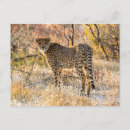 Suche nach gepard postkarten Wildtier