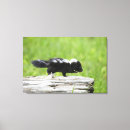 Suche nach skunk poster Wild lebende tiere
