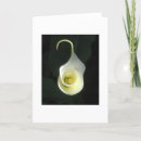 Suche nach cala Lily
