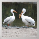 Recherche de pelican posters Birds