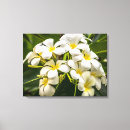 Suche nach frangipani leinwandbilder Plumeria