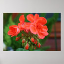 Suche nach knospen poster Fotografie