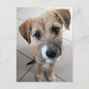 Recherche de chien triste cartes postales Chiot