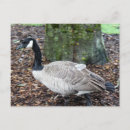 Recherche de canada goose posters Nature
