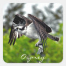 Recherche de aigle photographie Photographie de la faune