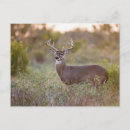 Suche nach rotwild postkarten Im freien