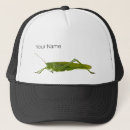 Recherche de insectes casquettes Sauterelle