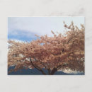 Suche nach kirschbaum postkarten Kirsche