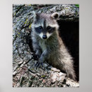 Suche nach raccoons poster Animal