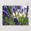 Recherche de agapanthus cartes postales Violet