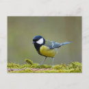 Recherche de grand oiseau cartes postales Ornithologie