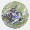 Suche nach wassertiere aufkleber Schildkröte