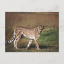 Suche nach wild lebende tiere postkarten Leopard