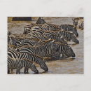 Recherche de zebra cartes postales Troupeau