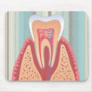 Recherche de dents tapis souris Anatomie