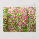 Recherche de sedum cartes postales Floral