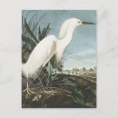 Recherche de oiseaux neige cartes postales John james audubon