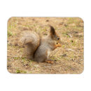 Suche nach eichhörnchen magnete Süß