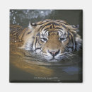 Suche nach der tigris Natur